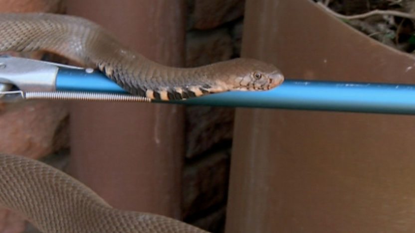 Spitting cobra encounter