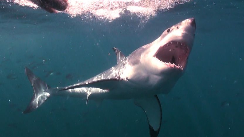 Great white shark breach attack!