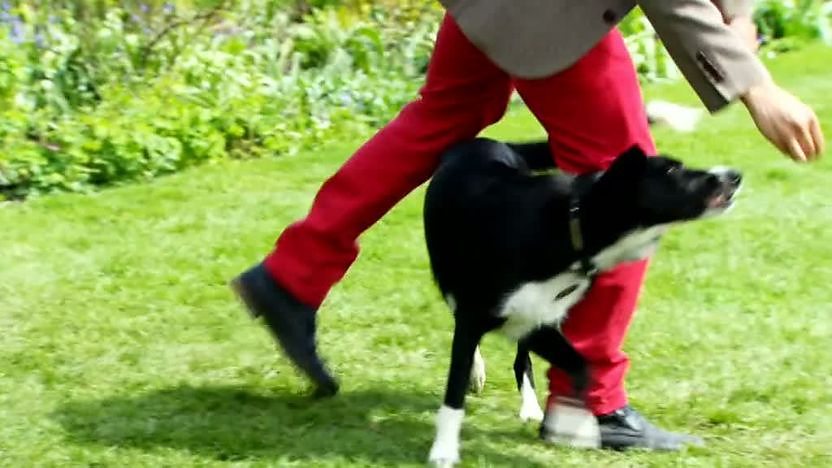 Nelly weaving though Zak's legs
