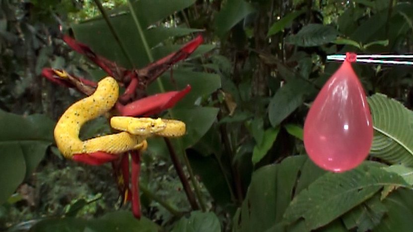 A yellow viper and a balloon