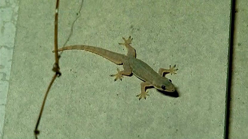 A lizard on the wall of a home.