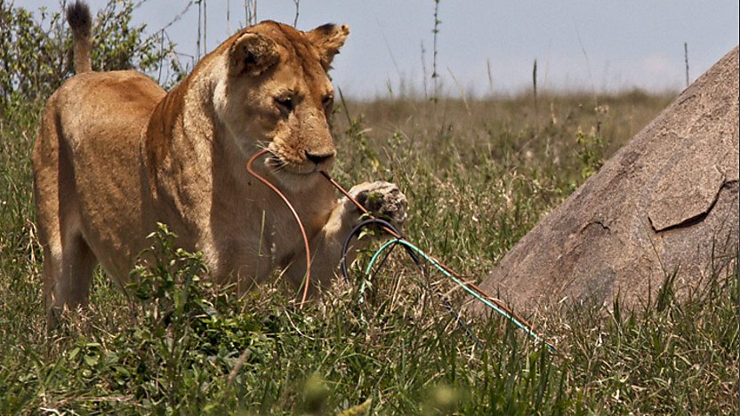 A lion chewing on some cables.