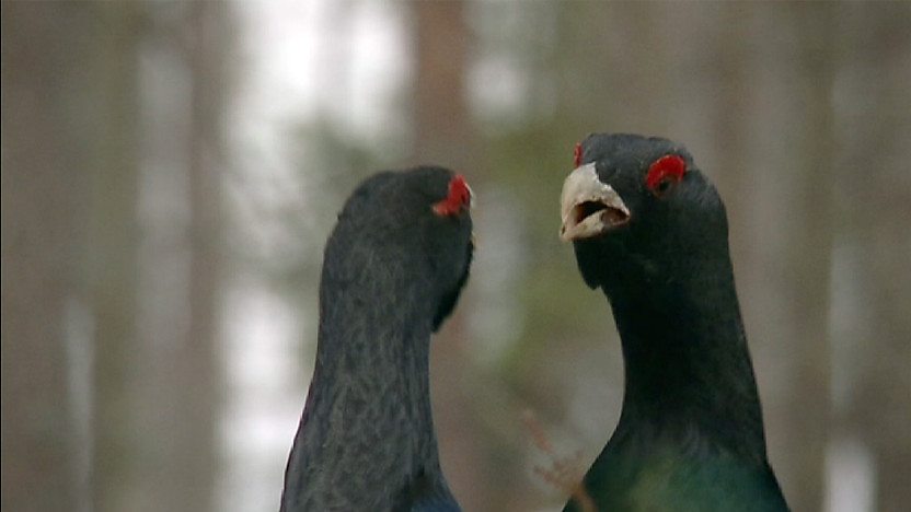 The Mirror Bird