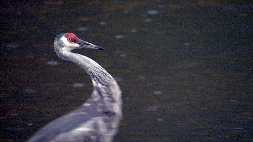 Heron