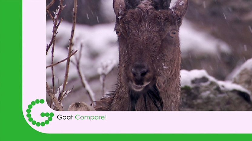 Goat Compare