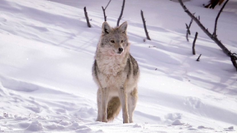 a wolf in the snow