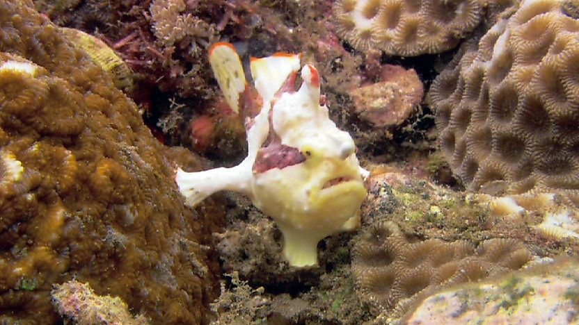 Maurice the Miserable Fish