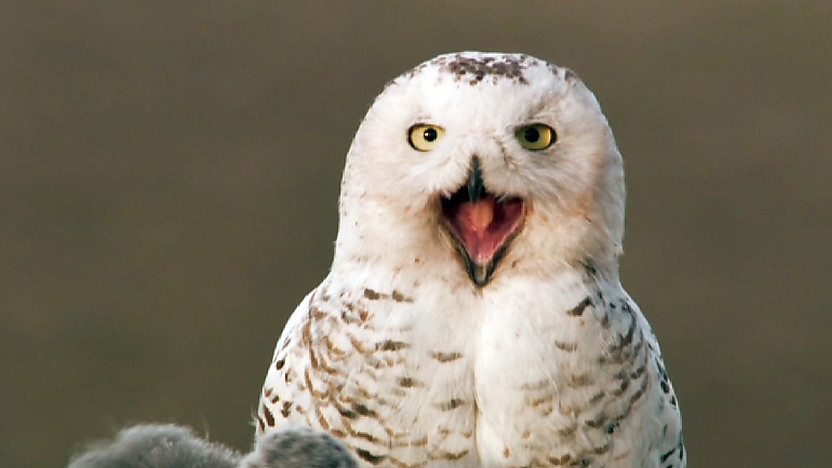 An Owl
