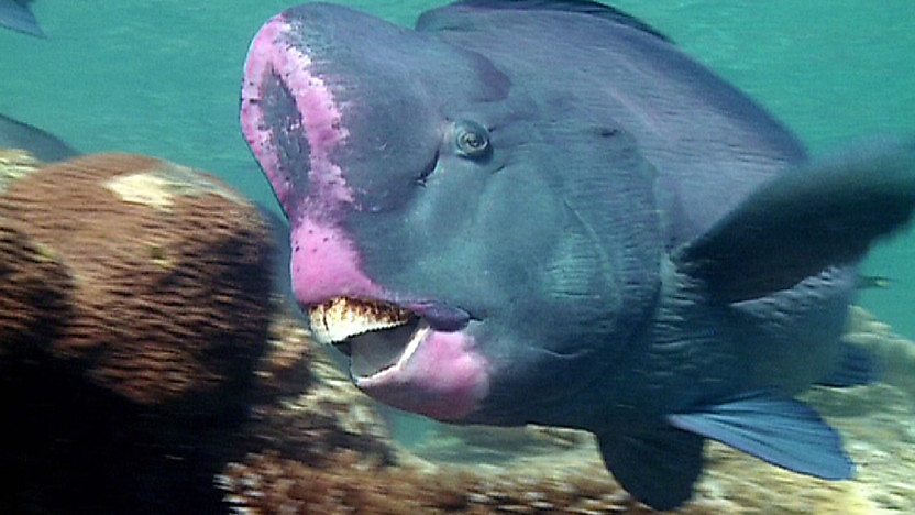 An exotic purple fish in its natural habitat.