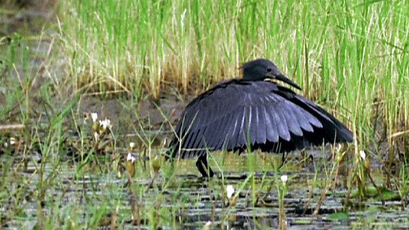 Bird wading in wetlands