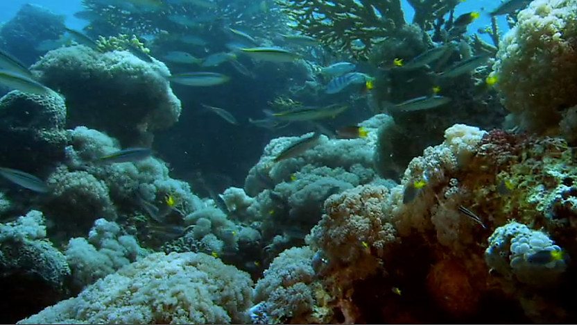 Reef destruction