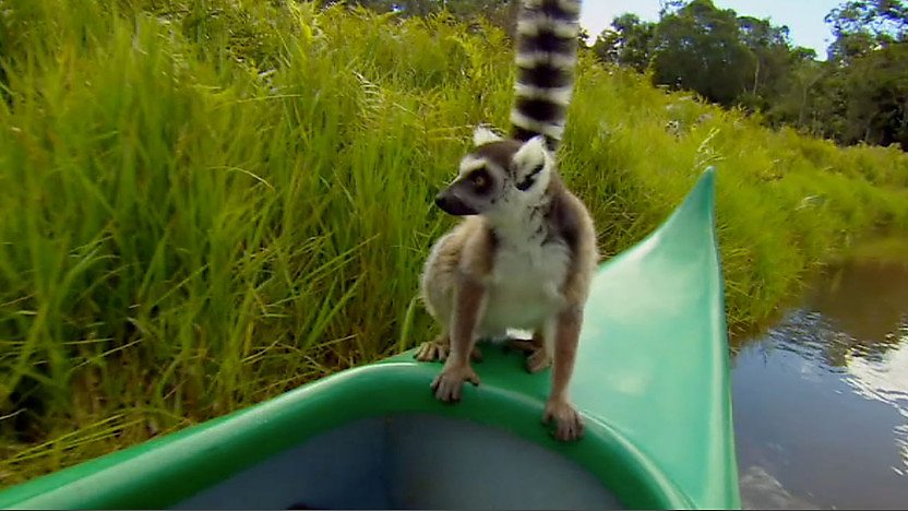 Close lemur encounter
