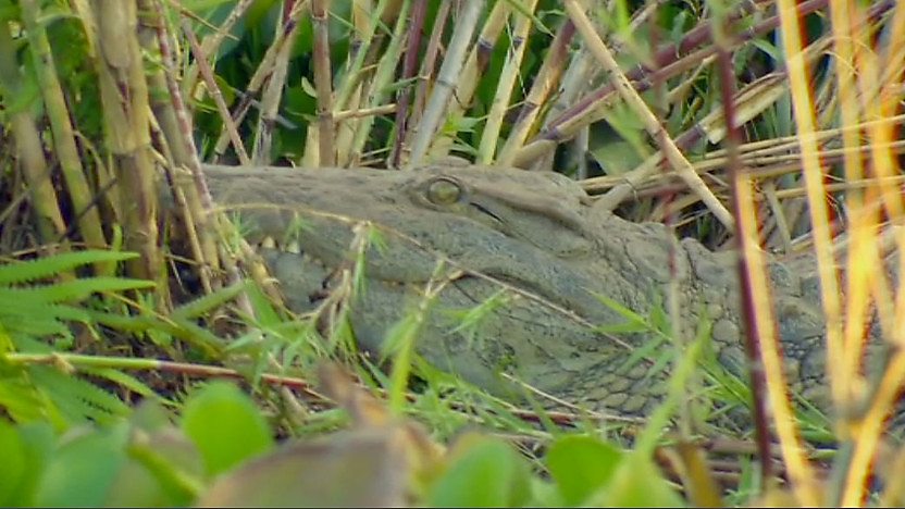 Crocodiles close by