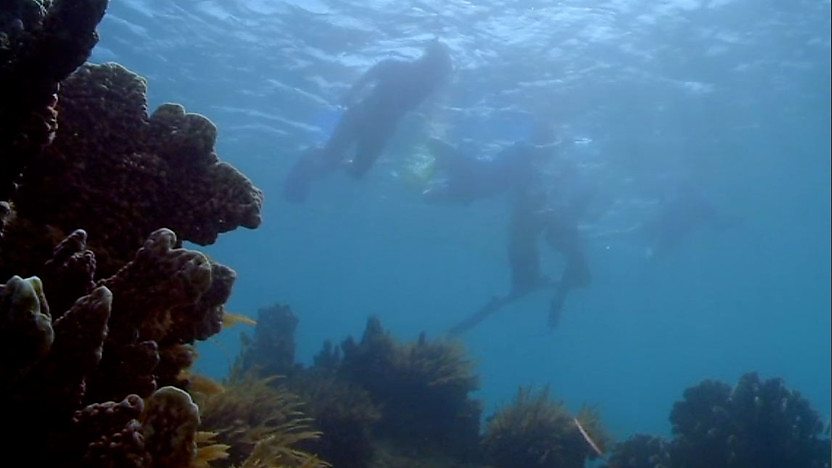 Life under the ocean