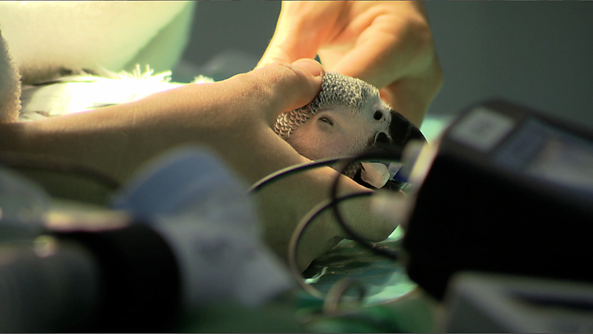 A parrot in surgery.