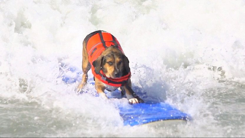 dog on a surf board