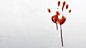 Wilkie Collins - Who Killed Zebedee?