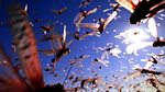 Swarm: Nature's Incredible Invasions: When Worlds Collide