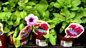 Potting On