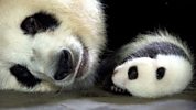 Panda Makers