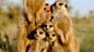 Andy's Wild Adventures: Series 1: Meerkats