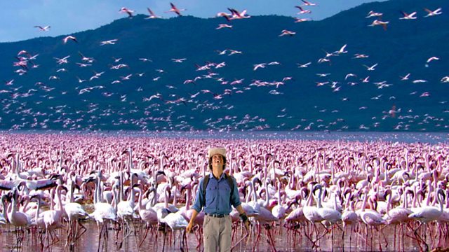 Andy's Wild Adventures: Series 1: Flamingos