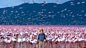 Andy's Wild Adventures: Series 1: Flamingos