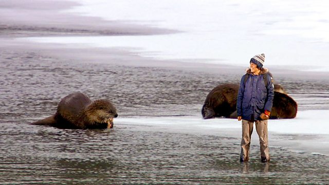 Andy's Wild Adventures: Series 2: Otters