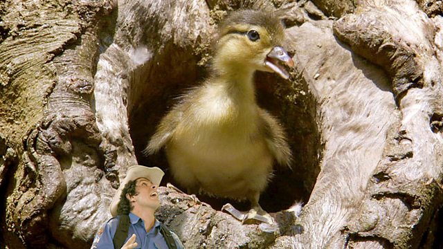 Andy's Wild Adventures: Series 2: Mandarin Ducks