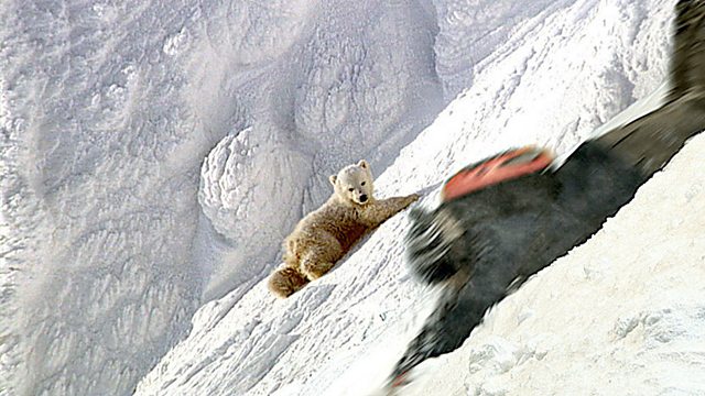 Andy's Wild Adventures: Series 2: Polar Bears