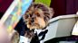 Who Let the Dogs Out and About?: Glasgow