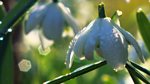 Gardeners' World: 2013: Episode 1