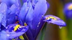 Gardeners' World: 2013: Episode 2