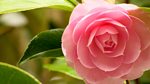 Gardeners' World: 2013: Episode 4