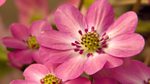 Gardeners' World: 2013: Episode 5