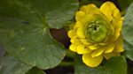 Gardeners' World: 2013: Episode 7