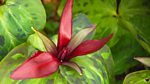 Gardeners' World: 2013: Episode 8