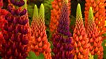 Gardeners' World: 2013: Episode 9