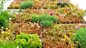 Gardeners' Question Time