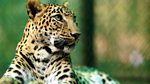 Natural World: Leopards: 21st Century Cats