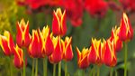 Gardeners' World: 2013: Episode 10