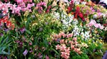 RHS Chelsea Flower Show: 2013: Episode 3