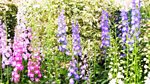 RHS Chelsea Flower Show: 2013: Episode 13