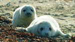 Hebrides: Islands on the Edge: Episode 1