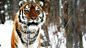 Operation Snow Tiger