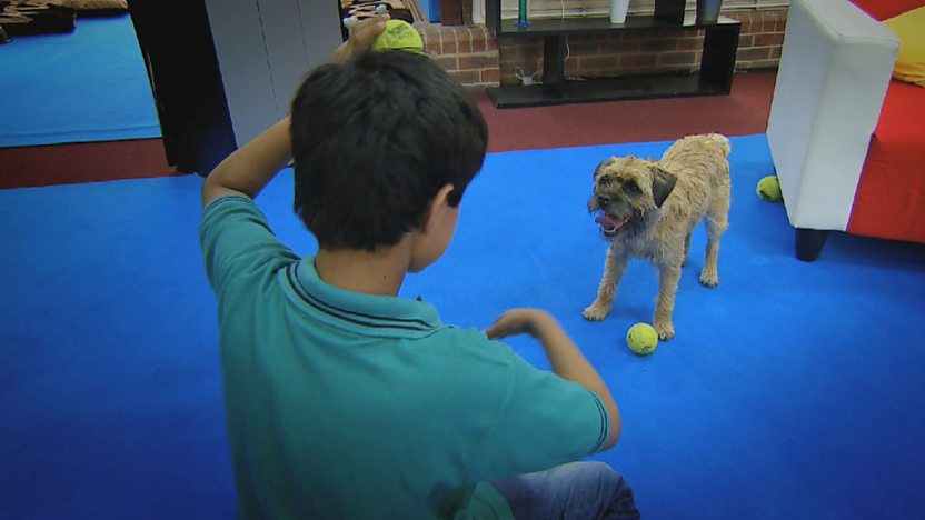 A boy playing wth a dog