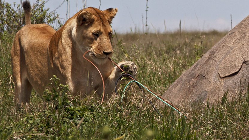 A lion chewing on some cables.