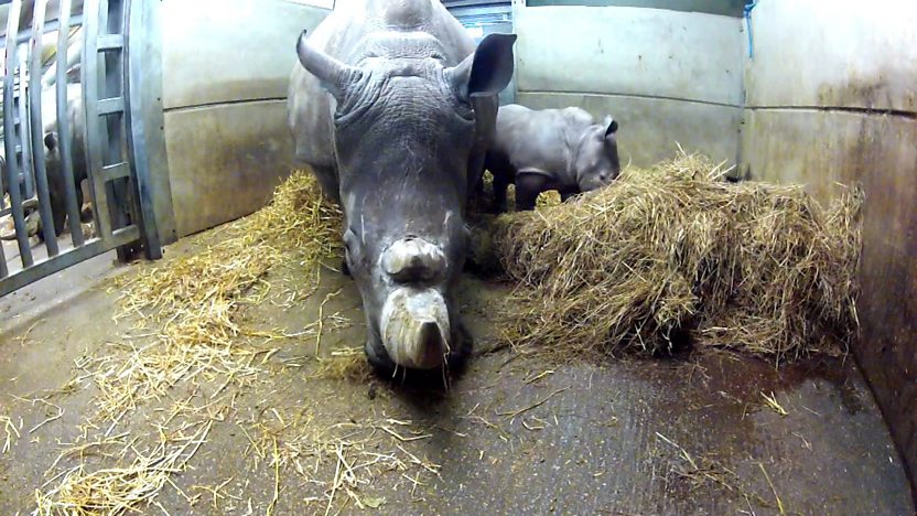 A mother rhino and her calf