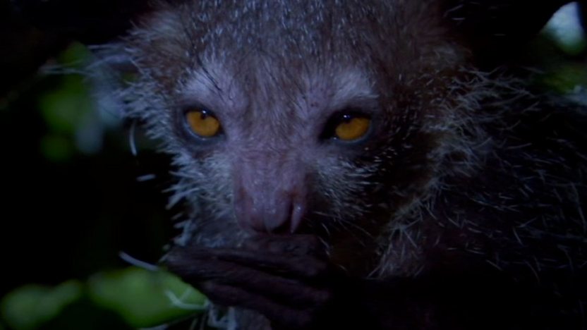 aye-aye
