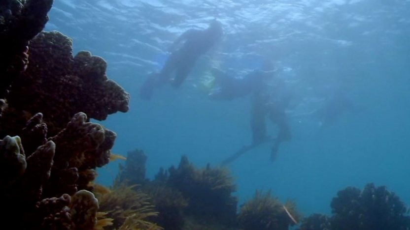 Life under the ocean